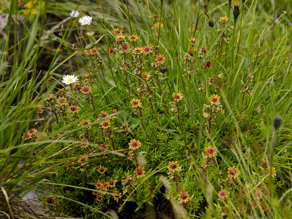 Saxifraga aizoides